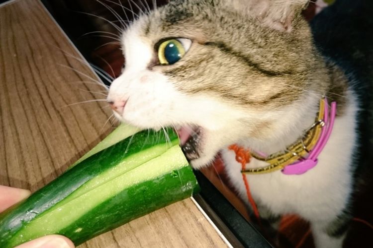 Kucing Ini Lebih Doyan Makan Sayur Ubi Daripada Daging Kok Bisa Ya