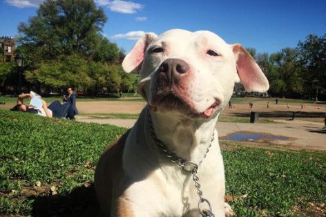 Anjing Ini Selalu Tersenyum Sejak 12 Tahun Lalu Alasannya Bikin Haru