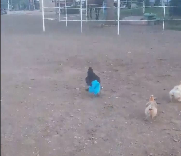 Video Ayam Pakai Celana Ini Bikin Ngakak Banget Ada Ada Saja